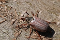 Beetles